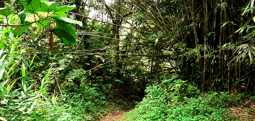 Trilha Vale Verde Bertioga